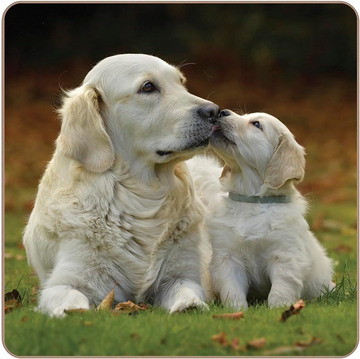 Rural Roots Golden Retrievers Coaster Pack of 4