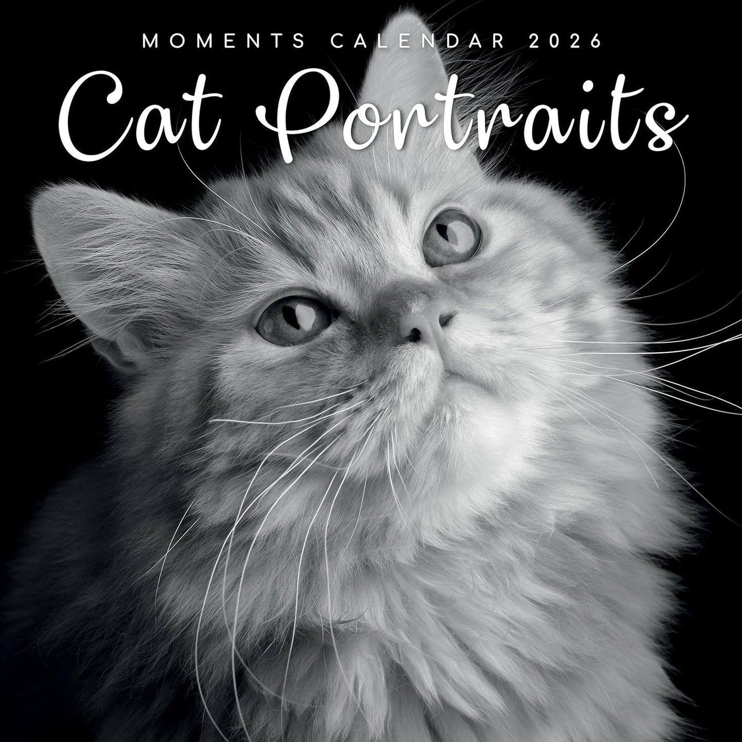 Black & White Cat Portraits 2026 Calendar 16 Month Family Square Wall 2026 UK | Planner with Large Grid for Home or Office Organisation - 2026/2025 UK