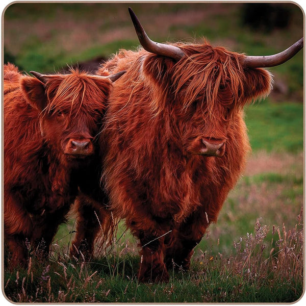 Highland Cows Set of 4 Coasters