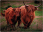 Highland Cows Set of 4 Placemats