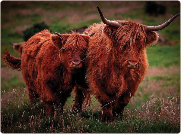 Highland Cows Set of 4 Placemats