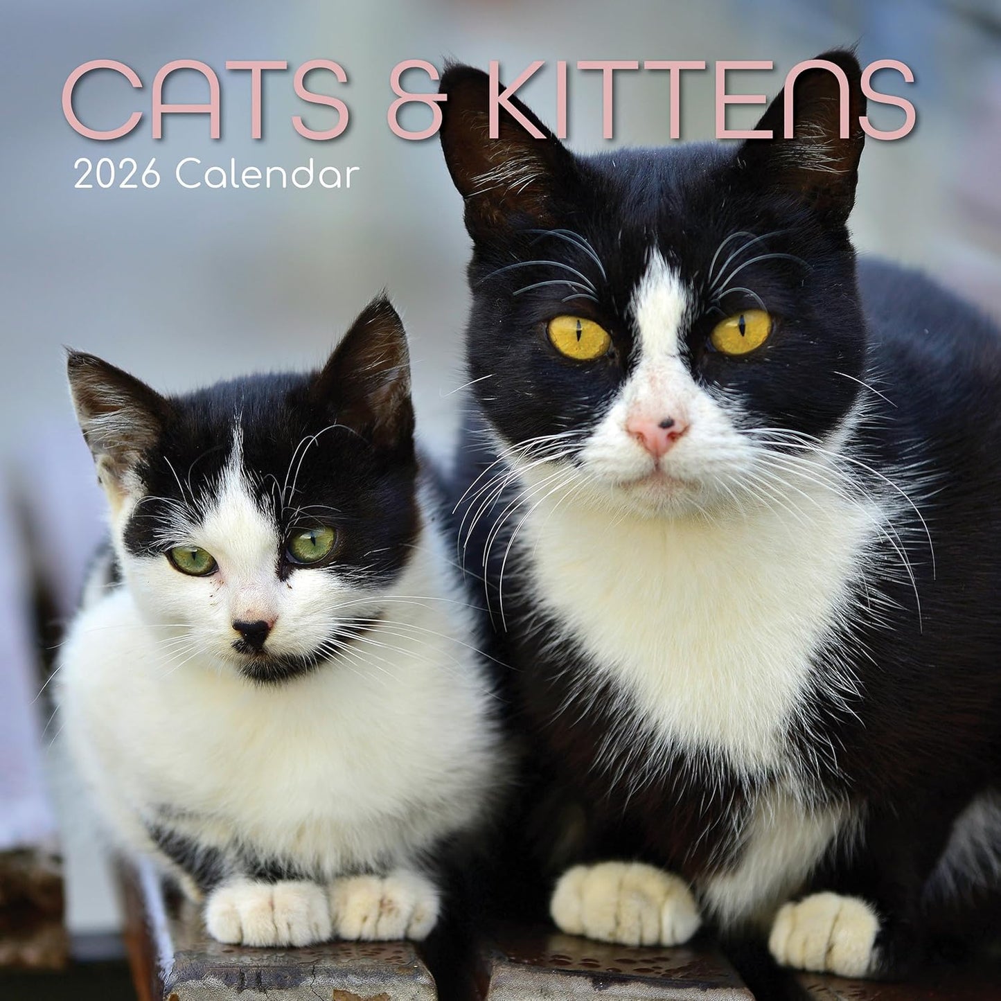 Cats & Kittens 2026 Calendar 16 Month (Sept 2025-Dec 2026) Family Square Wall Calendar 2026 UK | Planner with Large Grid for Home or Office Organisation - Animals 2026/2025