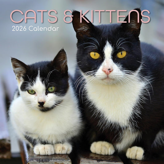 Cats & Kittens 2026 Calendar 16 Month (Sept 2025-Dec 2026) Family Square Wall Calendar 2026 UK | Planner with Large Grid for Home or Office Organisation - Animals 2026/2025