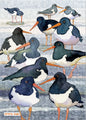 Emma Ball " Oystercatchers", Pure cotton tea towel. Printed in the UK.