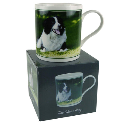 Fine China Collie MUG/CUP by Cachet Farmyard Collection Sheep Dog Gift Boxed - hanrattycraftsgifts.co.uk